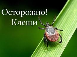 «Горячая линия» по профилактике клещевого энцефалита