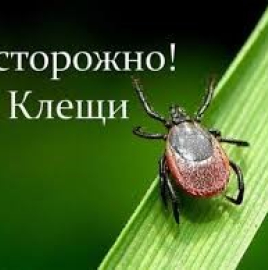 «Горячая линия» по профилактике клещевого энцефалита
