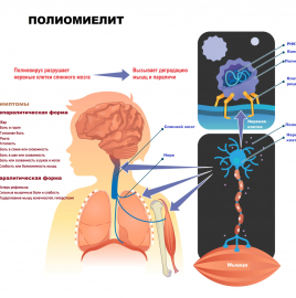 Профилактика полиомиелита