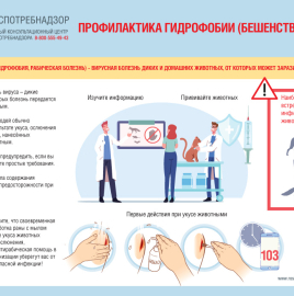 Роспотребнадзор напоминает о профилактике бешенства.