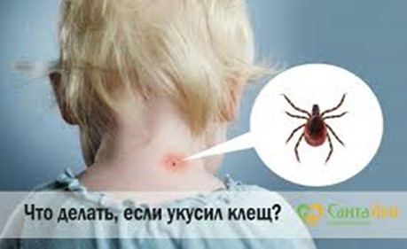 «Горячая линия» по профилактике клещевого энцефалита