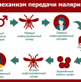 Профилактика малярии