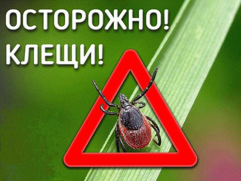 О эпидемиологической ситуации по инфекциям, передающимся с укусами клещей на территории Чеченской Республики.