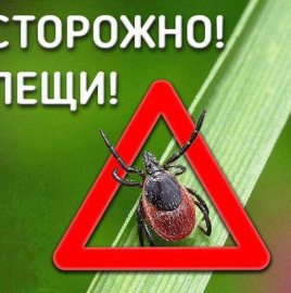 О эпидемиологической ситуации по инфекциям, передающимся с укусами клещей на территории Чеченской Республики.