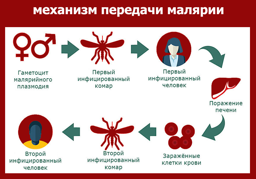 О мерах профилактики малярии для граждан, выезжающих за рубеж