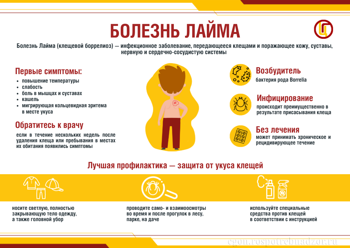 5 вопросов о клещевом боррелиозе
