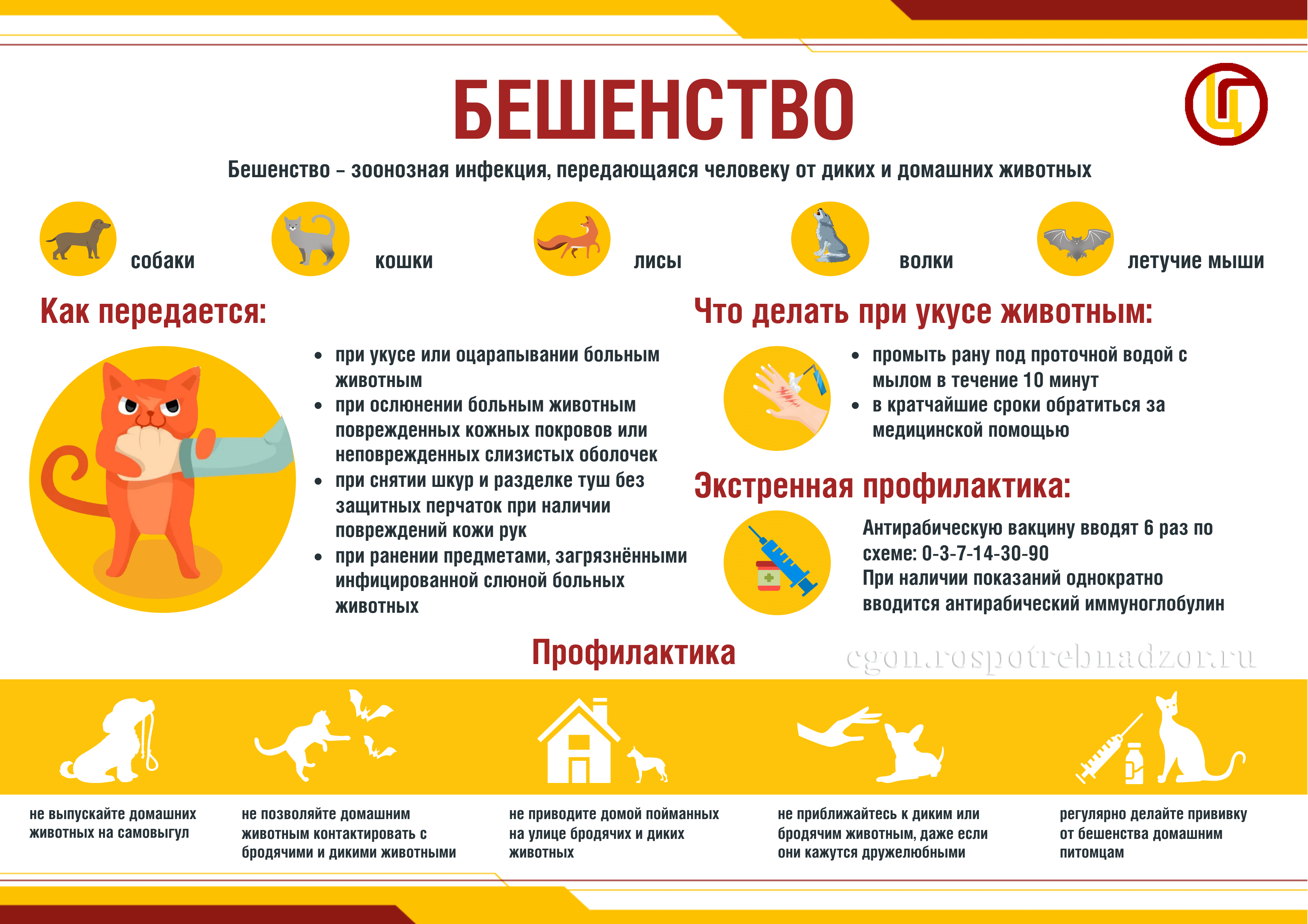 Как защититься от бешенства