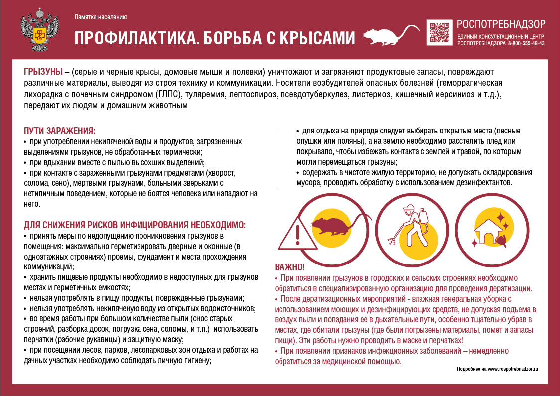 Памятка населению: профилактика и борьба с крысами.