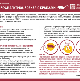 Памятка населению: профилактика и борьба с крысами.