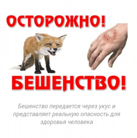 Профилактика бешенства