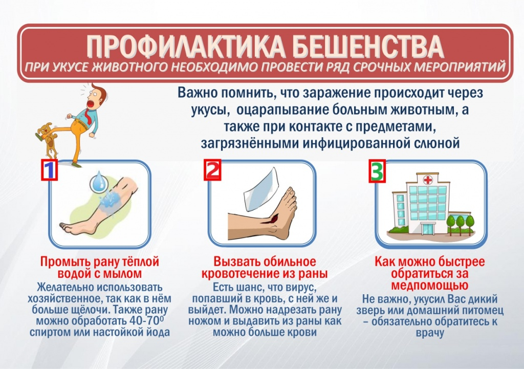 О мерах профилактики бешенства.