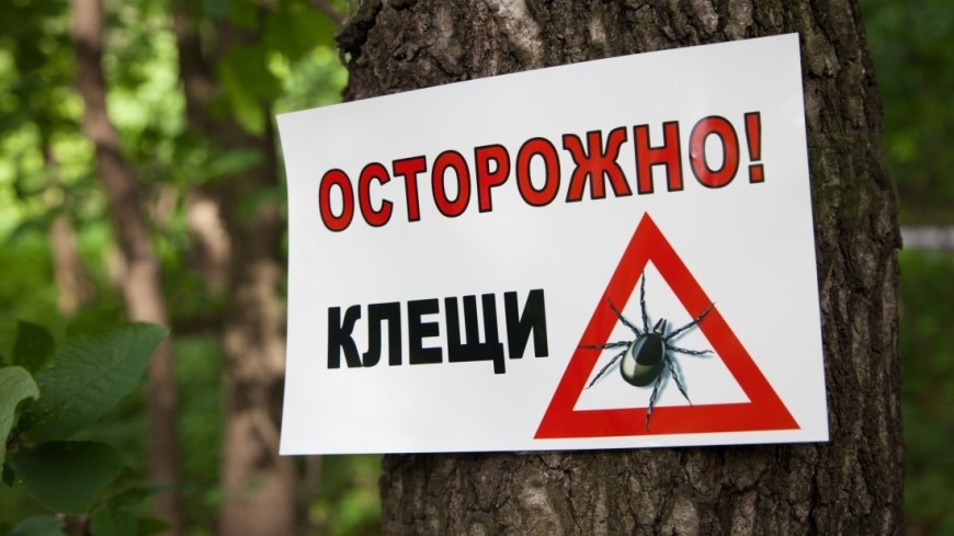 Мониторинг клещевых инфекций на территории Чеченской Республики